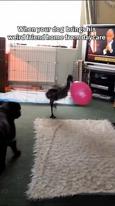 11K views · 205 reactions | What time are your parents coming again? 藍 #Emu #Funny #Cute #Emus | Fur Family | Facebook