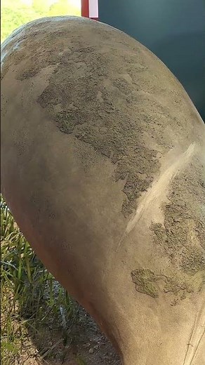 Manatees can live up to 60 years