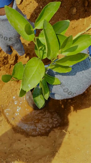 CAIMBAMBO: LANÇADO O PROJECTO “MEU BAIRRO, NOVA IMAGEM” GABINETE DE COMUNICAÇÃO SOCIAL DA ADMINISTRAÇÃO MUNICIPAL DO CAIMBAMBO | Administração Municipal do Caimbambo