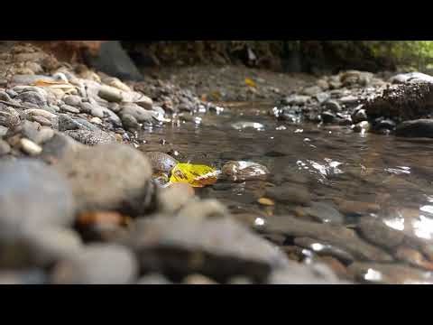 Rushing River Sounds for 1 Hour | Strong Flowing Water for Sleep & Relaxation