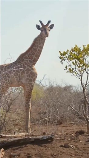 Can a Giraffe’s Kick Crush a Lion’s Skull? 🦒#GiraffePower #Shorts