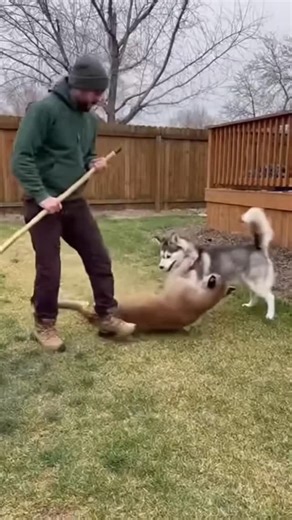 @apex.earth32 on Instagram: "A heart-stopping reminder of why we never take our eyes off our pets. Seeing a cougar jump into a private space is terrifying, but watching a dedicated owner spring into action without a single thought for their own safety is incredible. That husky has no idea how lucky it is to have a human who would go to war for them #HuskyLife #CougarEncounter #HeroicRescue #BackyardSafety #wildanimalattacksnews"