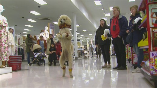 Poodle on two legs surprises shoppers at Target store