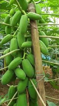 Organic Farming in Bangladesh|Agriculture Farming Technology in Bangladesh