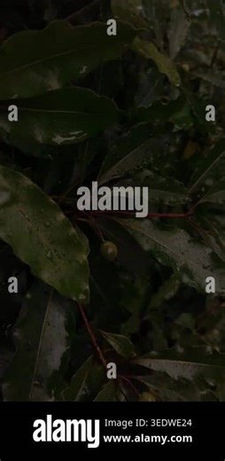 Dark green leaves with water drops in an outdoor setting, close up foliage with rich texture, moody nature detail, quiet atmosphere, organic pattern, natural surface, calm environment, rainy moment Stock Video Footage - Alamy
