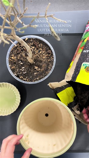 Oliivipuun keväthuolto 🫒 1) uusi ruukku 2) uusi kasvualusta 3) leikkaus Tarkemmat ohjeet ja vinkit talvehtineen oliivipuun hoitoon blogista https://www.digigarden.fi/blogi/oliivipuun-kevathuolto/ t. Emmi 🌿