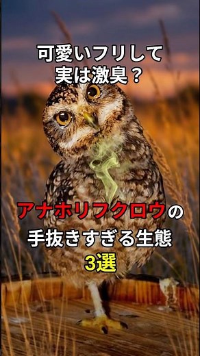 Cute but Actually Stinky? 3 Lazy Habits of the Burrowing Owl