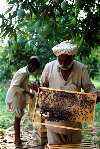 Bee Farming Business #business #beefarming #reels