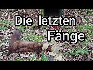 Die letzten Fänge der Saison - Marder in Kastenfalle und Betonrohrfalle