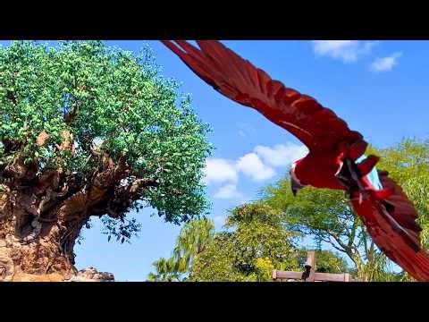 Disney’s Animal Kingdom Bird Show (Full POV) | Winged Encounters – The Kingdom Takes Flight