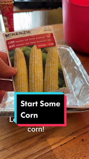 Start some corn in sand. #garden #canadiangardening #gardentok #corn #gardeningtipsandtricks