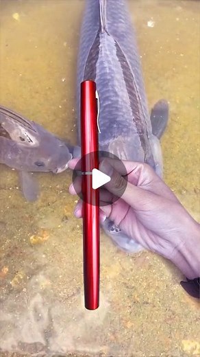 fishcampvietnam on Instagram: "🎣 Special mini pen fishing rod: 🎣 🌟 Hooked on adventure? 🌟 Get ready for the ultimate fishing experience with our special mini pen fishing rod! 🐠🎣 Whether you're a seasoned angler or a beginner, this compact and portable fishing rod is perfect for your next outdoor escapade. 🌲⛰️✨ 💥 Compact Design, Maximum Thrills! 💥 Our mini pen fishing rod packs a powerful punch in a pint-sized package. 🎯📦 Its innovative design allows you to carry it anywhere, making it