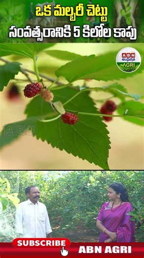 ఒక మల్బరీ చెట్టు సంవత్సరానికి 5 కిలోల కాపు|A mulberry tree yields 5 kg of fruit per year- ABN Agri