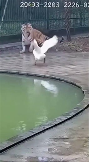 This Goose Just Bullied a Bengal Tiger 😭#shorts