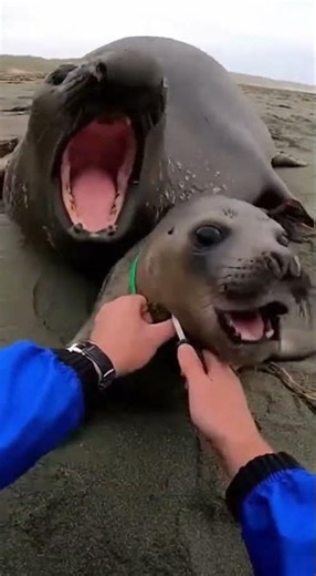 ⚠️ GIANT CHARGE! Elephant Seal Rescue! 🌊 거인의 돌격! 코끼리물범 새끼 구조!