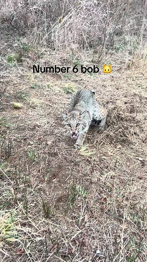 Effective Outdoor Bobcat Trapping Techniques