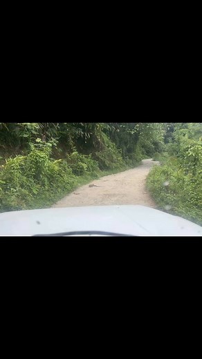 Angry snake lobo longa sim ansi kasi langka | Tanung Tatin