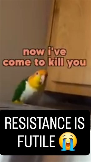 BeakBuddy | White-Bellied Caique Parrot Summary: Size Level: 1 Attitude Level: YES #fyp #fypシ #funnyanimals #pets #parrots #viral #trending #cute... | Instagram