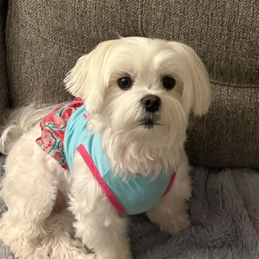 🌸🐾 Hopey’s Highlights – Saturday, August 30th, 2025 “Sleep In Saturday: Cozy, Comfy & Full of Wiggles!” 😴✨🐾 Hiya frens! 💜🐾 It’s Saturday — the day made for extra snoozes, late wake-ups, and snuggly cuddles under the blankey. 🛏️✨ Crazy Mommy says weekends are for recharging, and this lil marshmallow puff agrees — today’s all about comfort, joy, and wagging through the day at our own pace. 💖 Saturday Snoozy Thought: “Rest is not wasted time — it’s how we recharge our sparkle.” ✨💜 📌 Speci