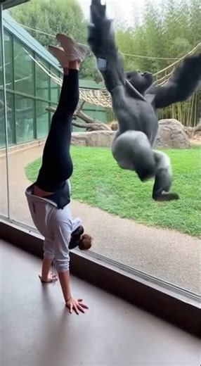 Chimpanzees have a strong ability to imitate #animals