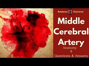 Middle Cerebral Artery Anatomy 9 Q&A