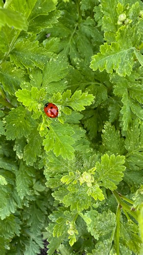 Most of us know the classic ladybug look, but did you know they go through multiple growth stages? Keep an eye out for these ladybug larvae in the spring. | Liv Floral