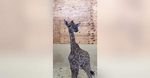 Texas zoo captures rare footage of giraffe calf's vocalization