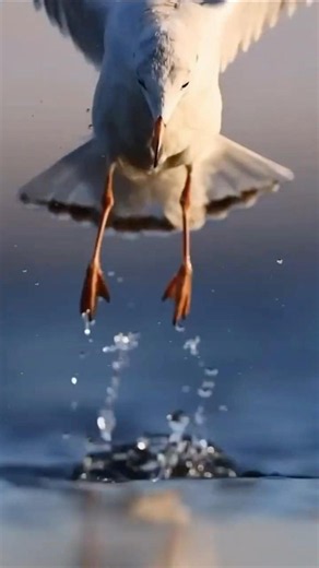 This bird can fly continuously for years