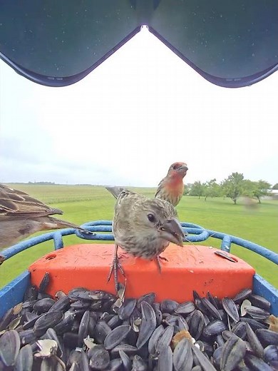 House Finch Sounds and Calls #shorts