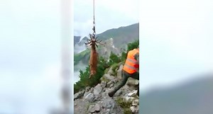 Video: Getting a Stag Off the Mountain Requires Some Extra Work