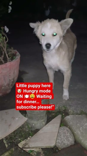 Little puppy here 🐶 Hungry mode ON 🍽️😩 Waiting for dinner… subscribe please!”#dogvideos #doglovers