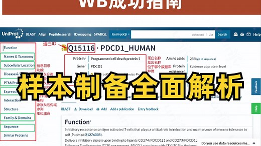 WB成功指南——样本制备全面解析