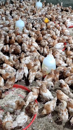 Bovan Brown Layers Chicks Farming Video