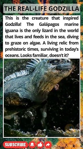 This "Mini Godzilla" Actually EXISTS! 🤯