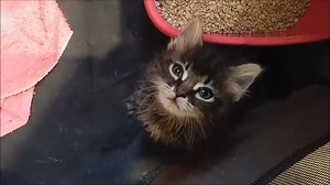 11 reactions | Little Mr. Marvel and Ms. Mavis are really starting to thrive and behave like normal, healthy kittens! | "Save the Leadwell Kitties" | Facebook
