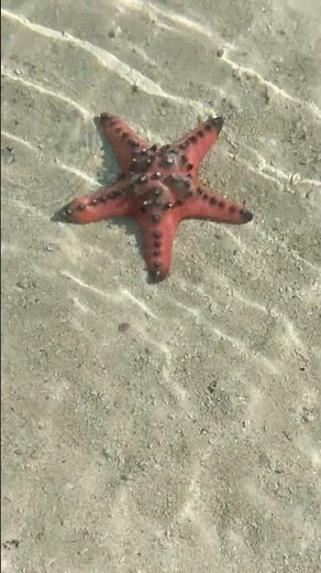 Starfish in Komodo Island, Indonesia | Underwater Paradise #Shorts