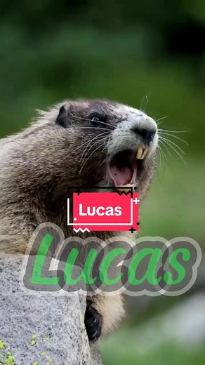 Funny Marmot Screaming Compilation