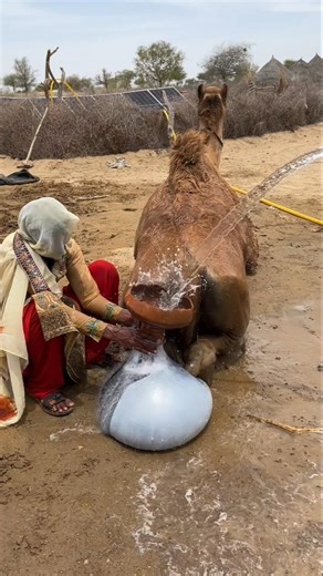 ذلك الانفجار المفاجئ الصاخب على ظهر الجمل! صرخت الفتاة وفقد الجمل السيطرة.