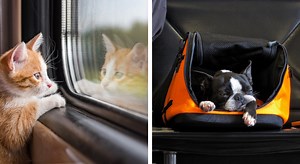 Voyager avec son animal de compagnie : 8 conseils pour bien le préparer