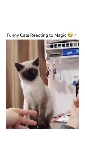 Cat Blops on Instagram: "Follow @catblops for more 💙 😸 Interesting Fact Magic is a performing art in which audiences are entertained by tricks, effects, or illusions of seemingly impossible feats, using natural means. It encompasses the subgenres of close-up magic, parlor magic, and stage magic, among others. It is to be distinguished from supernatural magic which are effects claimed to be created through supernatural means. It is one of the oldest performing arts in the world."