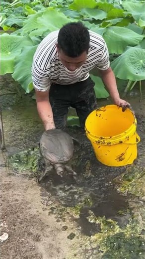 How to Catch a Turtle in a Pond by Hand