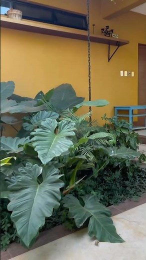 JARDIM COM SISTEMA IRRIGAÇÃO POR. GOTEJAMENTO #gotejamento
