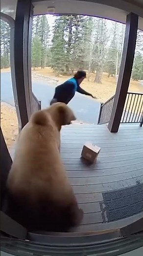 “Amazon Delivery Guy Thought It Was a Dog… It Was a BEAR! 🐻😳📦”