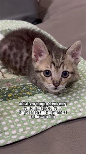 The human body cannot do these three things 😺 #catshorts #cutecat #kitten #shorts