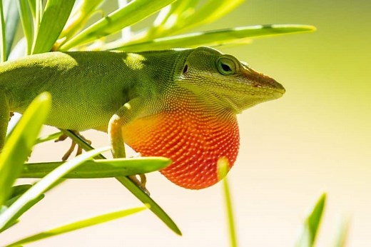 What Do Green Anoles Eat? The Main Foods in their Diet