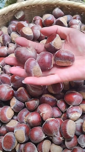 햇밤 찌는법 🌰 물에 삶으면 망합니다 딱 이것만 바꾸면설탕 없이 꿀맛 #밤삶는법 #황금레시피