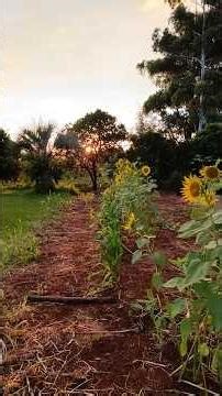 natureza final de tarde 🙌🏻