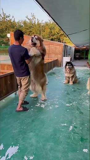 Vì sao tuyệt đối đừng dễ dàng nuôi chó Alaska
