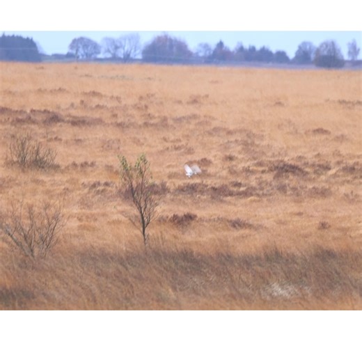 Barn Owl hunting on the moors of the Peak District. | Isit Al