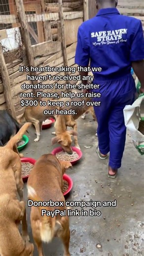 Please help me so that they can't chase me way from the shelter😭💔🙏🏼